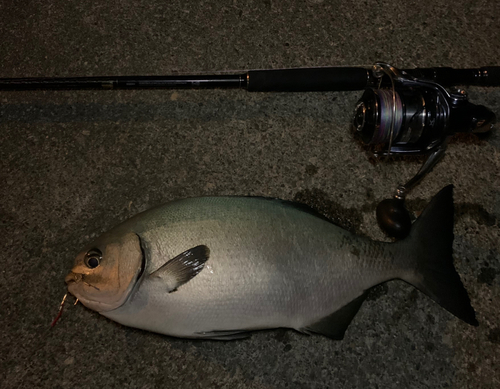 イスズミの釣果