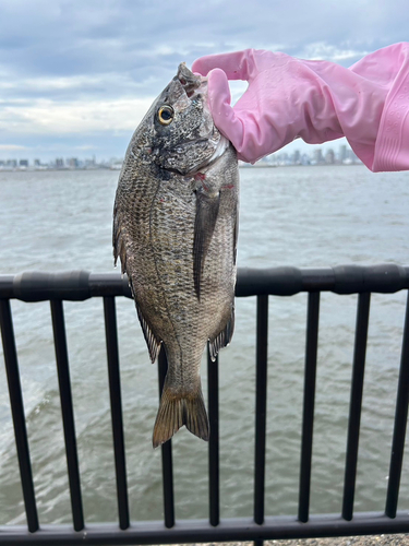 若洲海浜公園海釣り施設