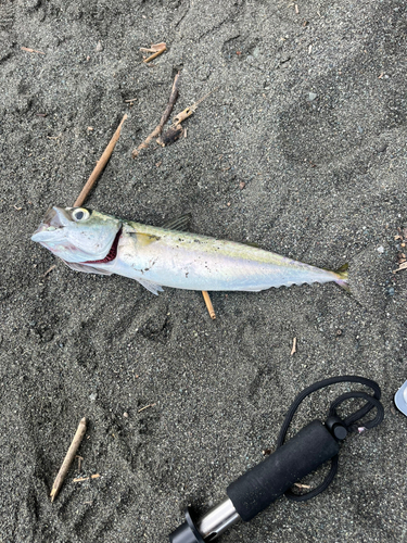 マサバの釣果