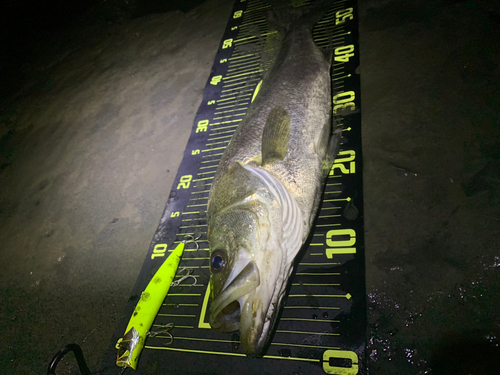 シーバスの釣果