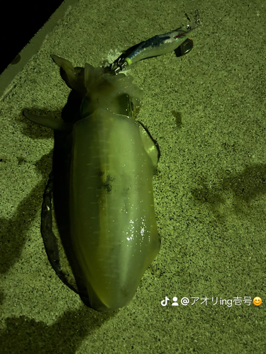 アオリイカの釣果