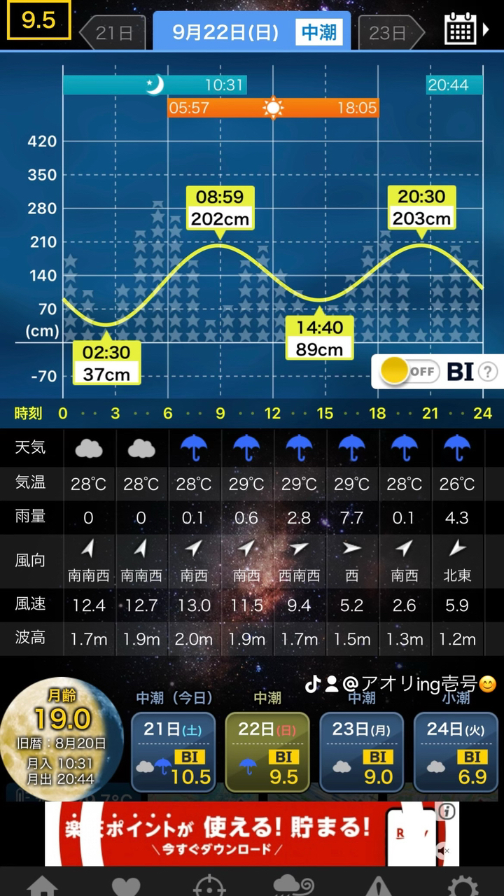 アオリイカ