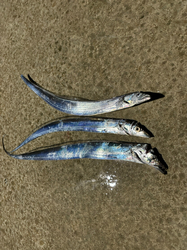 タチウオの釣果