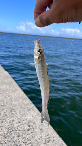 キスの釣果