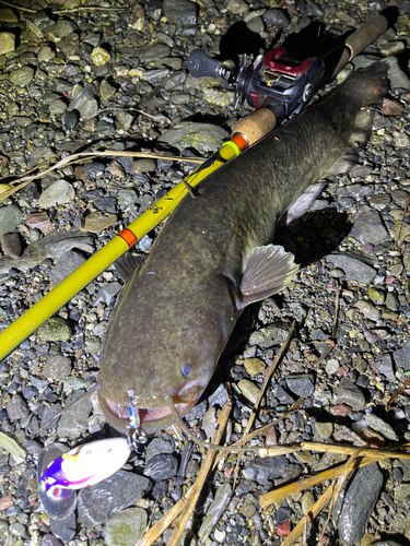 ナマズの釣果