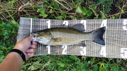 スモールマウスバスの釣果