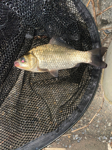 フナの釣果