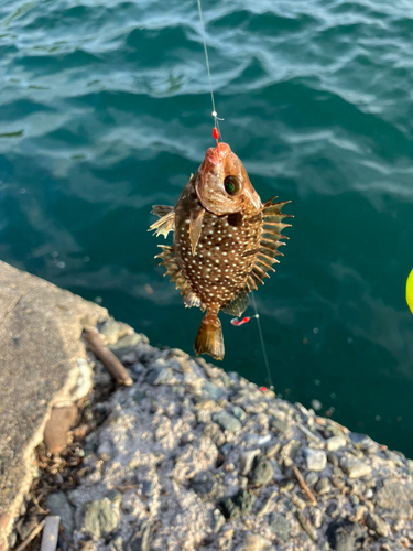 アイゴの釣果