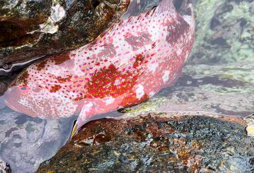 バラハタの釣果