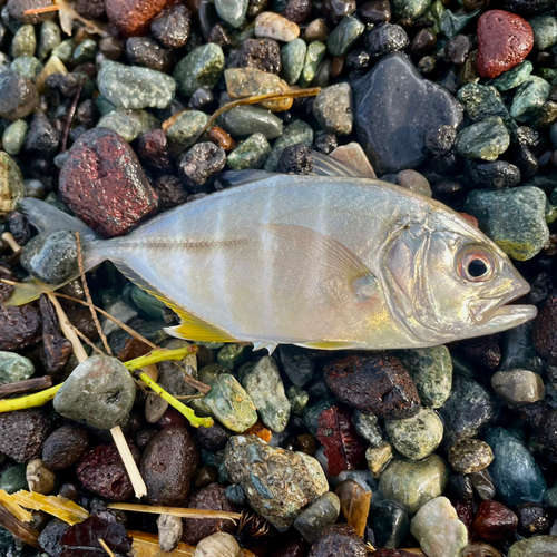 メッキの釣果