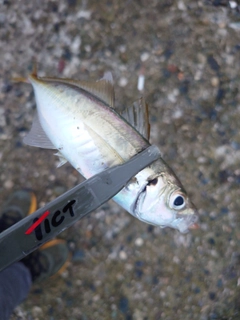 マアジの釣果