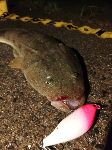 マゴチの釣果