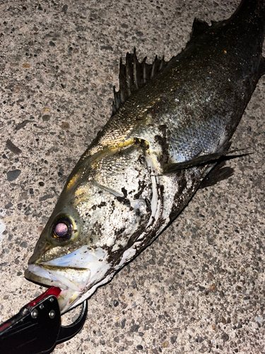 シーバスの釣果