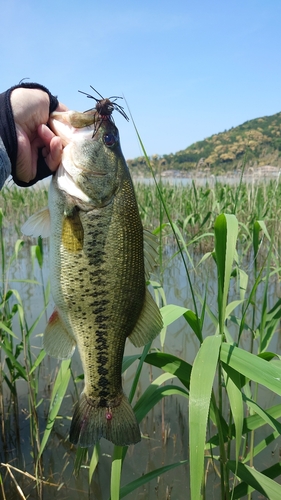 ブラックバスの釣果