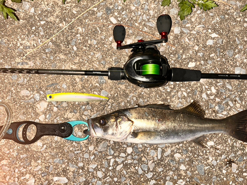 シーバスの釣果