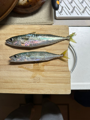 サバの釣果