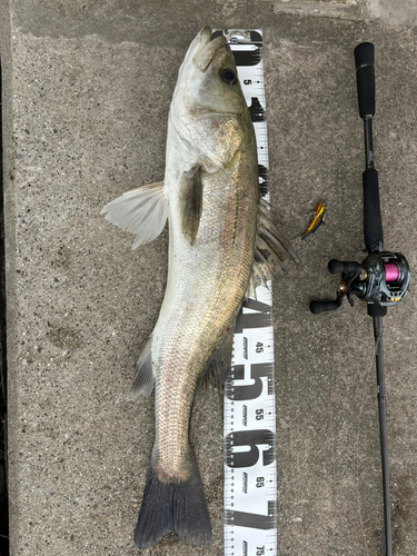 シーバスの釣果