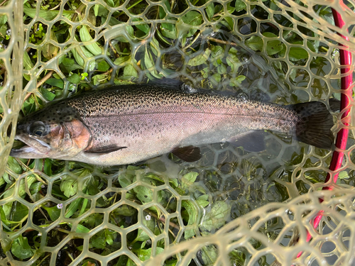 ニジマスの釣果