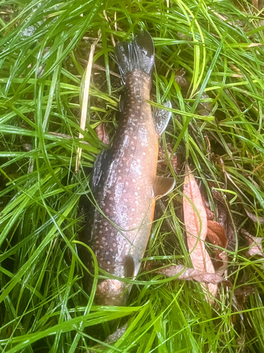 イワナの釣果