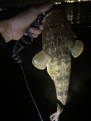 マゴチの釣果