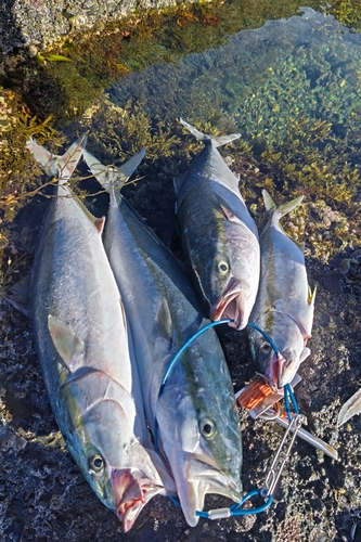 ヒラマサの釣果