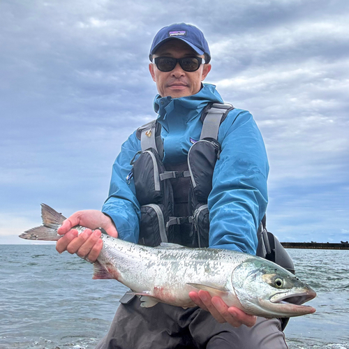 サケの釣果