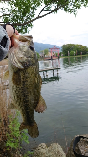 ブラックバスの釣果