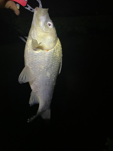 フナの釣果