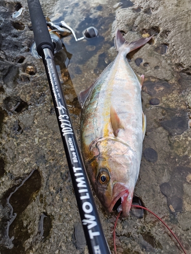 ショゴの釣果