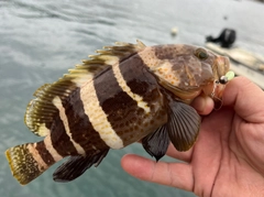 アオハタの釣果