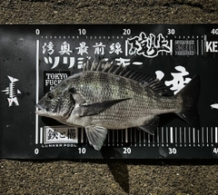 クロダイの釣果