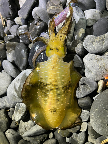 アオリイカの釣果