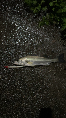 フッコ（マルスズキ）の釣果