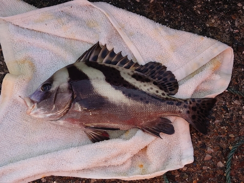 コショウダイの釣果