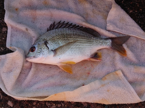 キビレの釣果