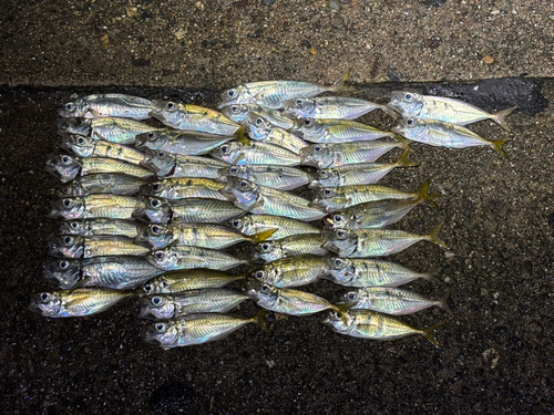 アジの釣果