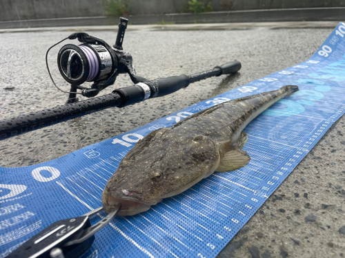 マゴチの釣果