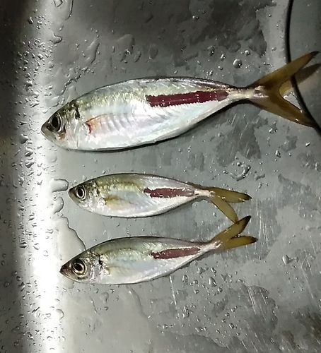 アジの釣果