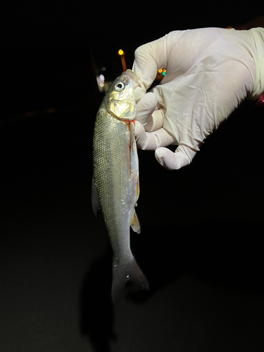 ウグイの釣果