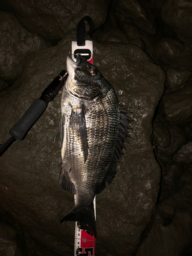 クロダイの釣果