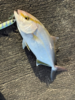 ショゴの釣果