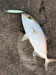 ショゴの釣果