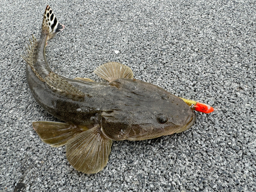 マゴチの釣果