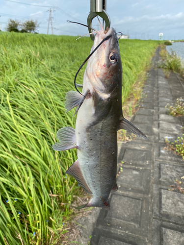 アメリカナマズの釣果