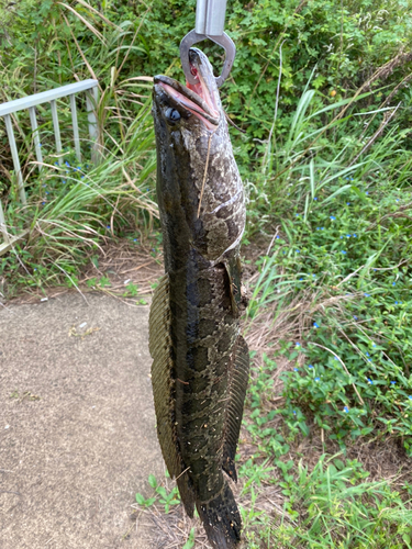 ライギョの釣果