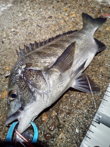 チヌの釣果