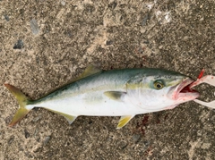 ワカシの釣果