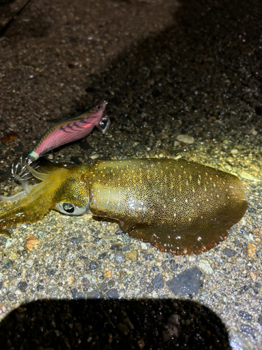 新湊西漁港