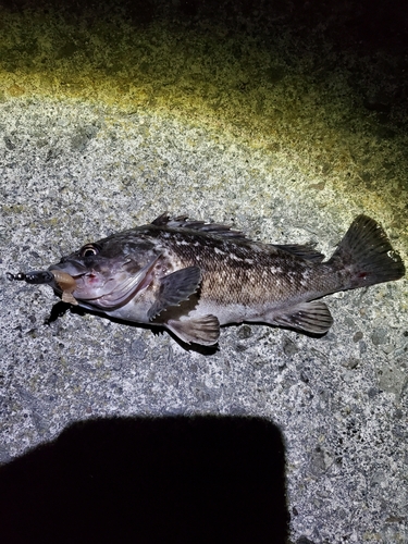 クロソイの釣果