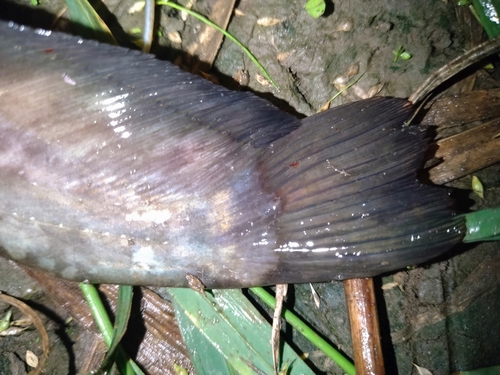 ナマズの釣果